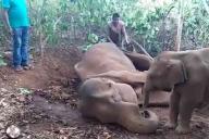 Гладил мать хоботом. Слоненок попытался «разбудить» мертвую маму