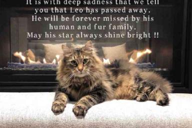 Умер кот-звезда фильма «Кладбище домашних животных»