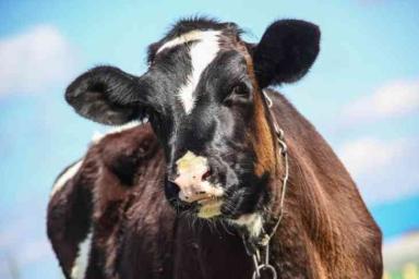 Сотни одичавших коров спасли от бойни