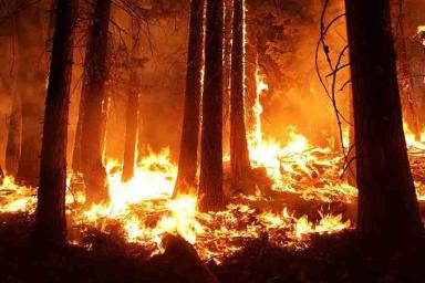 С начала года в Беларуси произошло более 2 200 пожаров в экосистемах