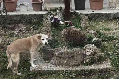 Умерла самая преданная собака в мире: 10 лет ждала хозяина