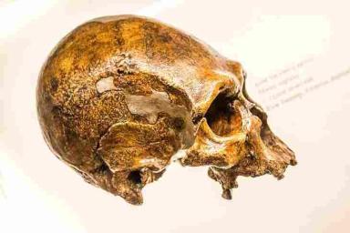 Раскрыта причина исчезновения неандертальцев