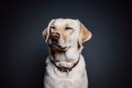 Как назвать собаку. Подбираем кличку правильно