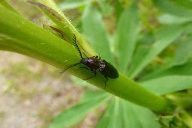 Борьба с жуком-короедом в саду: 3 действенных способа