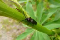 Борьба с жуком-короедом в саду: 3 действенных способа