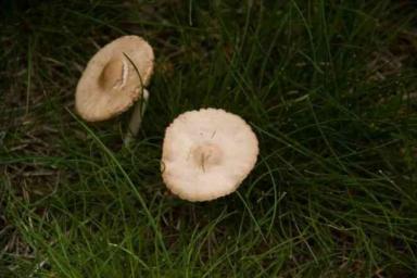 Не досмотрели: 5-летние дети нашли возле детсада ядовитые грибы и съели
