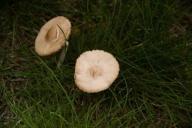 Не досмотрели: 5-летние дети нашли возле детсада ядовитые грибы и съели