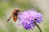 7 способов, как избавиться от ос на участке