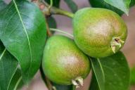 Как заставить грушу быстрее плодоносить: проверенные способы