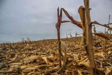 Некоторые районы Беларуси находятся на грани засухи