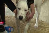 «Намордник у собаки был тряпичный». Что известно о новом нападении стаффа на ребенка в Гродно