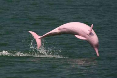 Уникальный розовый дельфин Пинки