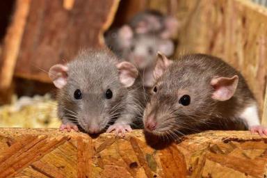 Мать убила троих детей, заперев их дома с крысами