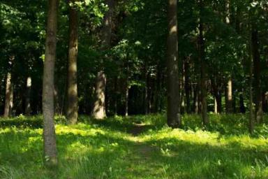 Запрет на посещение лесов введен уже в 9 районах Беларуси