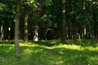 В Речицком районе нашли двух потерявшихся в лесу пенсионерок