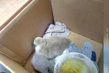 В Воложине лебеди два часа пытались освободить птенца, попавшего в западню: помогли спасатели