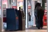 В минский гипермаркет ворвался конь и застрял в дверях