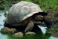 Слоновые черепахи с Галапагосских островов