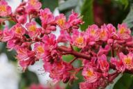 Врачи рассказали, какие травы полезны при варикозе