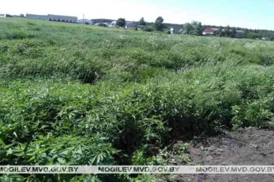 В Быховском районе уничтожено более тонны дикорастущей конопли