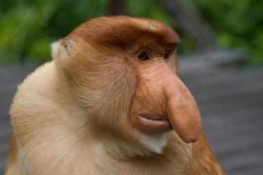Носач: уникальная обезьяна, которая водится в только лесах Борнео