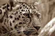 Разъяренный хищник расправился с маленьким ребенком на глазах у родителей