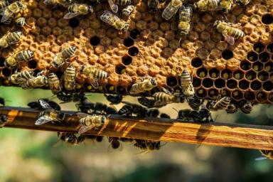 «Хотели заняться пчеловодством»: В Орше двое парней обворовали чужую пасеку