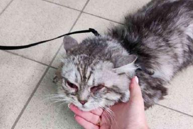В Боровлянах мужчину уличили в жестоком обращении с котом