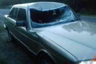 Под Светлогорском «Мерседес» убил лося