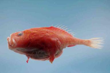 Исследователи обнаружили рыбу, которая не дышит под водой