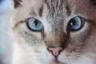 В поселке под Гомелем объявлен карантин по бешенству из-за котенка