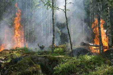 В Гомельской области растет число природных пожаров