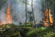 В Гомельской области растет число природных пожаров