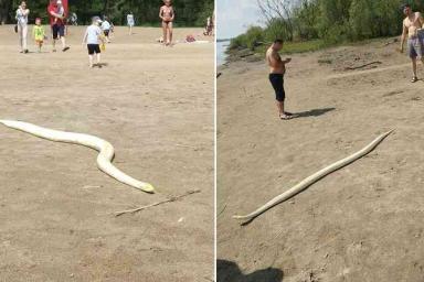 «Питонам нужно солнце». Мужчина на городском пляже выгулял змею 