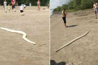 «Питонам нужно солнце». Мужчина на городском пляже выгулял змею 