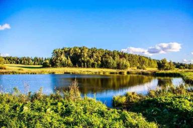 Запрет на посещение лесов введен в 47 районах Беларуси