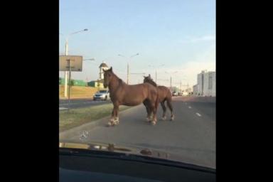 Обычное утро в Минске: на дорогах – лошади и дама с веником 