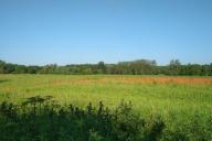 В Гродно милиция уничтожила почти 2 тонны мака 