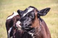 Беларусь построит молочные фермы в Монголии