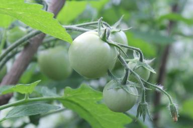 Борная кислота для помидоров: когда и как ее использовать