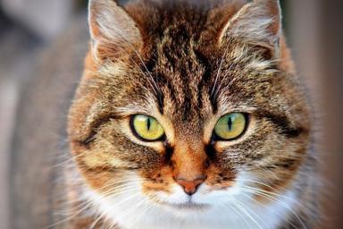 Исследователи: черты поведения кошек наследуются