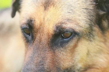 Около 100 служебных собак задействуют для охраны порядка на Вторых Европейских играх