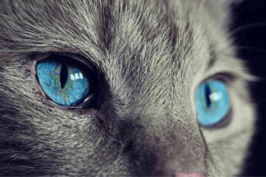 Найден способ снижения уровня аллергена на кошек