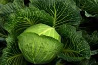 Капуста: как стимулировать формирование кочанов