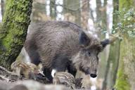 За убитого кабана вилейчанин выплатил государству более 3000 рублей. Мужчине грозит до 3 лет тюрьмы