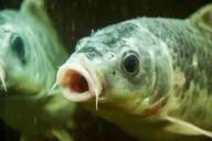 Мор рыбы в Ивацевичском районе: названы причины