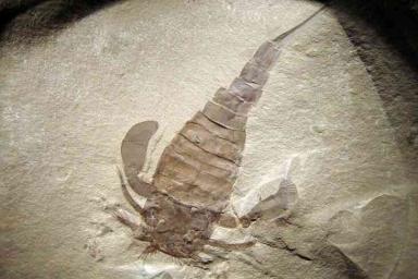 В шахте Солигорска выкопали ракоскорпиона возрастом 350 млн лет