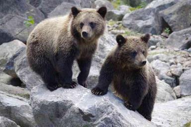 Слишком дружелюбного медвежонка убили из-за туристов