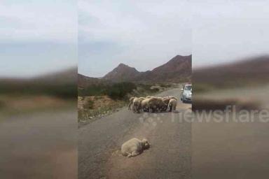 Овцы спасали раненую «подругу»: перекрыли дорогу 