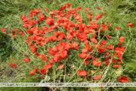 В Полоцком районе уничтожено 30 килограммов дикорастущего мака